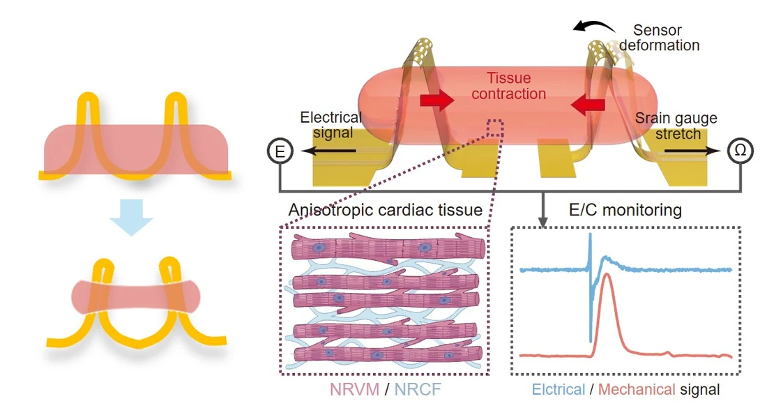 High-throughput drug cardiotoxicity screening platform diagram